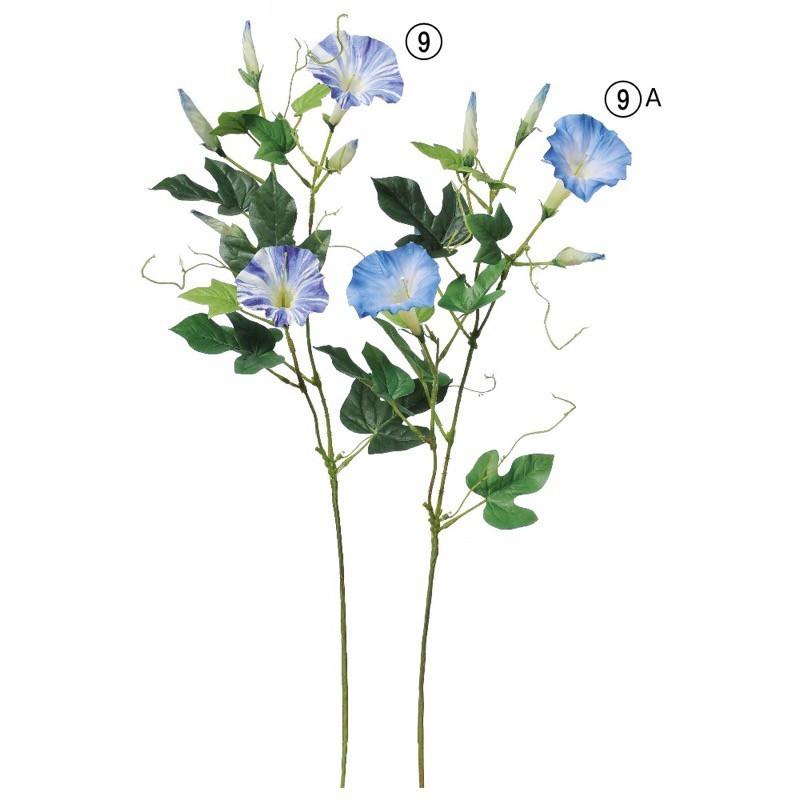 覆輪が美しい朝顔の苗 ✦つぼみ付き開花苗 一苗 覆輪が美しい朝顔の苗 ✦つぼみ付き開花苗 一苗 覆輪が美しい