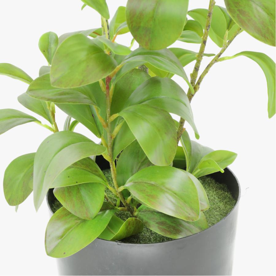 人工観葉植物 フェイクグリーン 大型 ペペロミア オブツシフォリア 1cm 観葉植物 造花 光触媒 Ct触媒 Ark0026 フェイクグリーンの神戸花物語 通販 Yahoo ショッピング