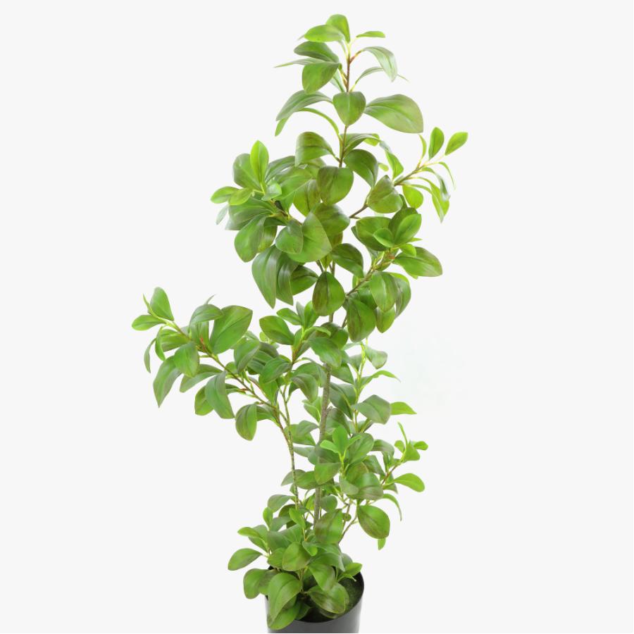 人工観葉植物 フェイクグリーン 大型 ペペロミア オブツシフォリア 1cm 観葉植物 造花 光触媒 Ct触媒 Ark0026 フェイクグリーンの神戸花物語 通販 Yahoo ショッピング