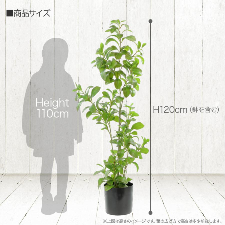 人工観葉植物 フェイクグリーン 大型 ペペロミア オブツシフォリア 1cm 観葉植物 造花 光触媒 Ct触媒 Ark0026 フェイクグリーンの神戸花物語 通販 Yahoo ショッピング