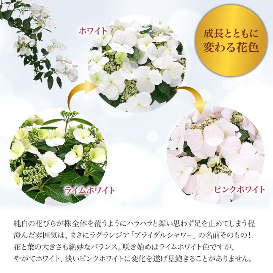 神戸花物語 生花 紫陽花 ラグランジア ブライダルシャワー 選べる