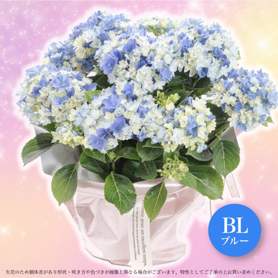 神戸花物語 生花 アジサイ 紫陽花 星あつめ 5号 ブルー ピンク 島根県