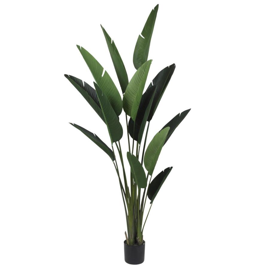 人工観葉植物 フェイクグリーン 観葉植物 造花 オーガスタ 210cm インテリア おしゃれ フェイク グリーン Ct触媒 消臭 Ka Tb18 21 フェイクグリーンの神戸花物語 通販 Yahoo ショッピング