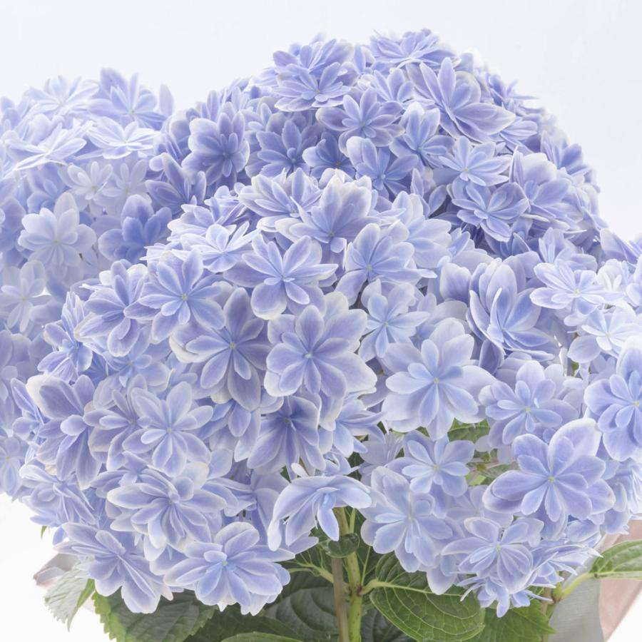 神戸花物語 母の日 まだ間に合う 紫陽花 万華鏡 あじさい プレゼント