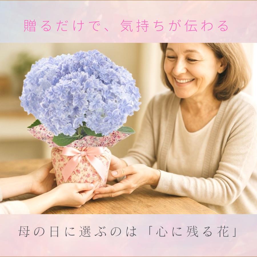 神戸花物語 母の日 まだ間に合う 紫陽花 万華鏡 あじさい プレゼント