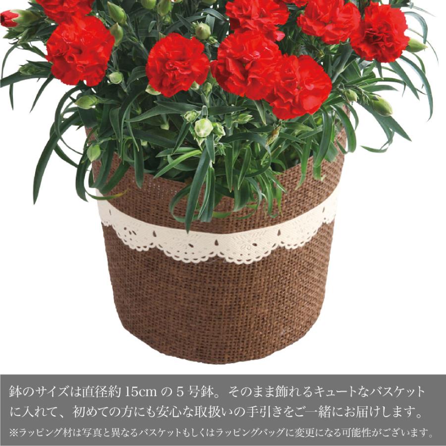 神戸花物語 母の日 2025 早割 花 プレゼント ギフト 神戸花物語 母の日 2025 早割 花 プレゼント ギフト