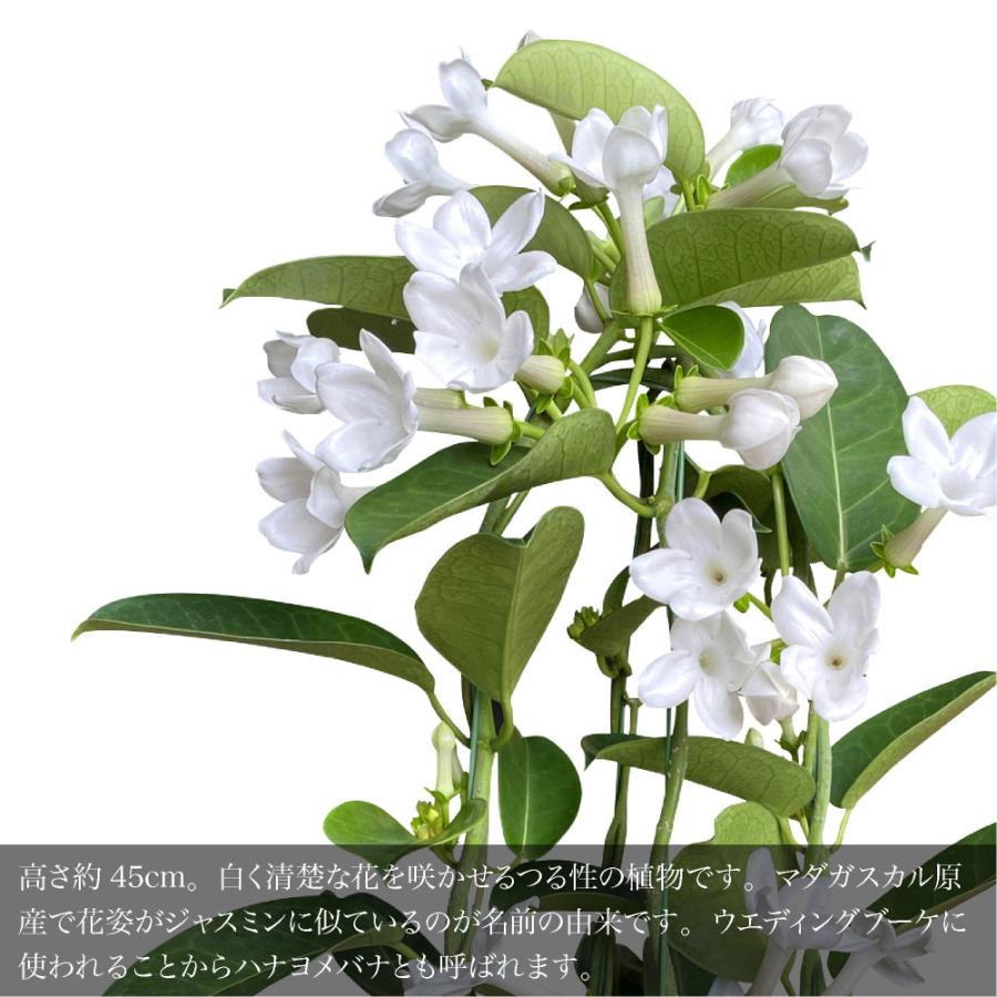 神戸花物語 母の日 2026 早割 花 プレゼント ギフト お花 ホワイト 白