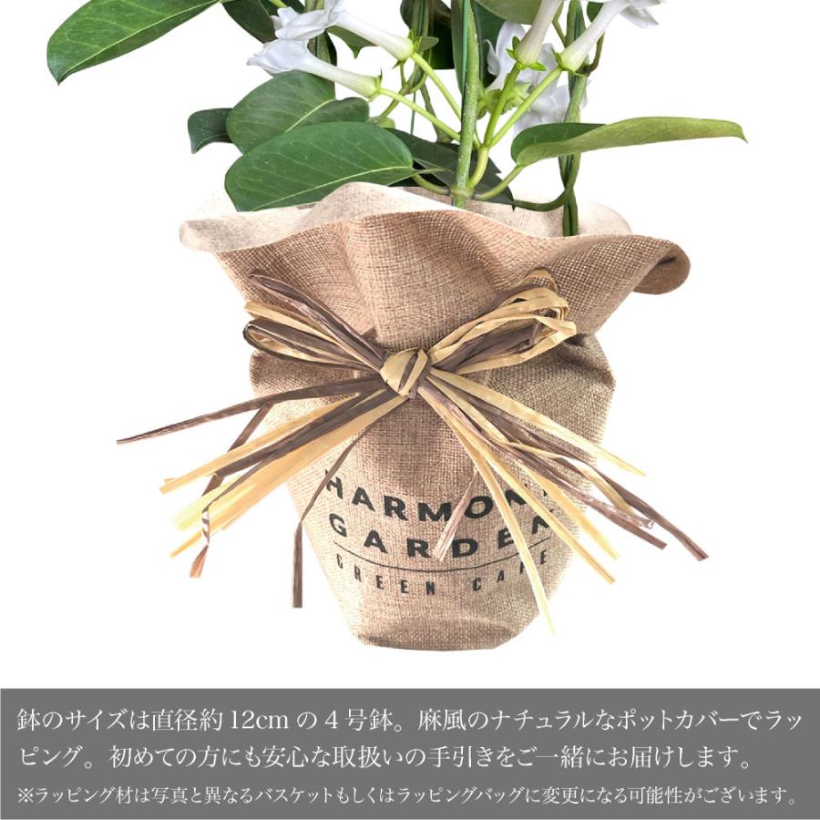 神戸花物語 母の日 2026 早割 花 プレゼント ギフト お花 ホワイト 白