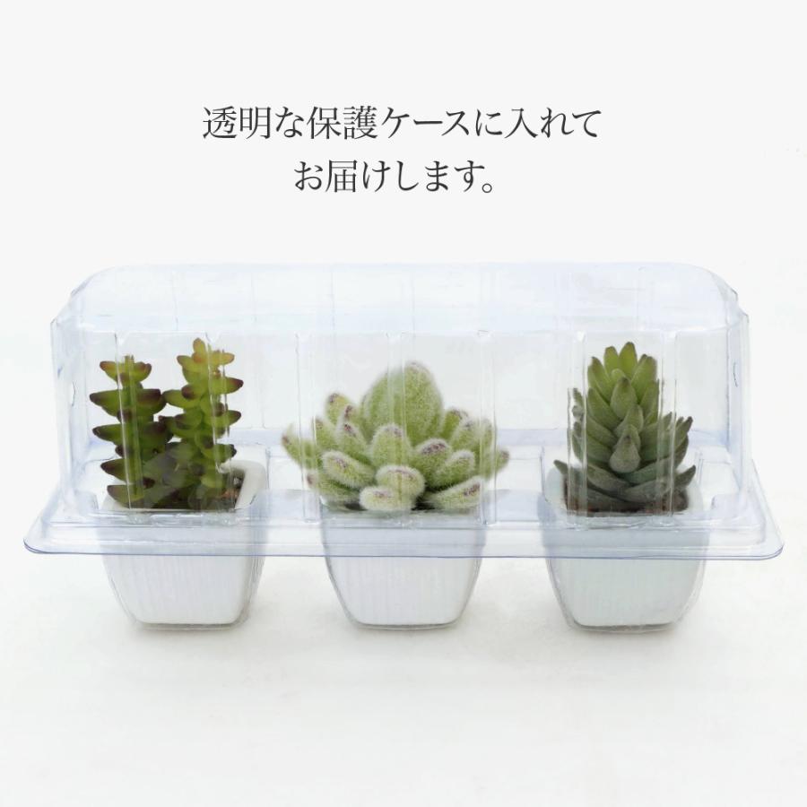 母の日 フェイクグリーン 観葉植物 造花 ミニ もこもこ多肉植物 サッカレント3点セット 10〜11cm 陶器鉢 インテリア CT触媒 プレゼント お祝い 感謝祭｜k-hana｜06