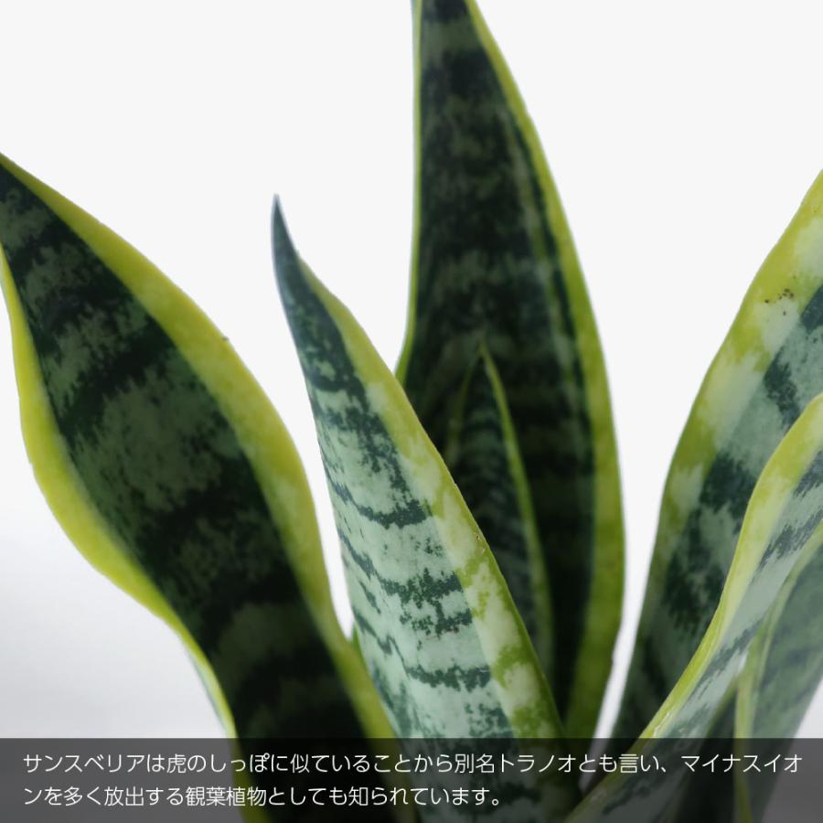 神戸花物語 観葉植物 生木 生花 ミニ 小型 虎の尾 サンスベリア