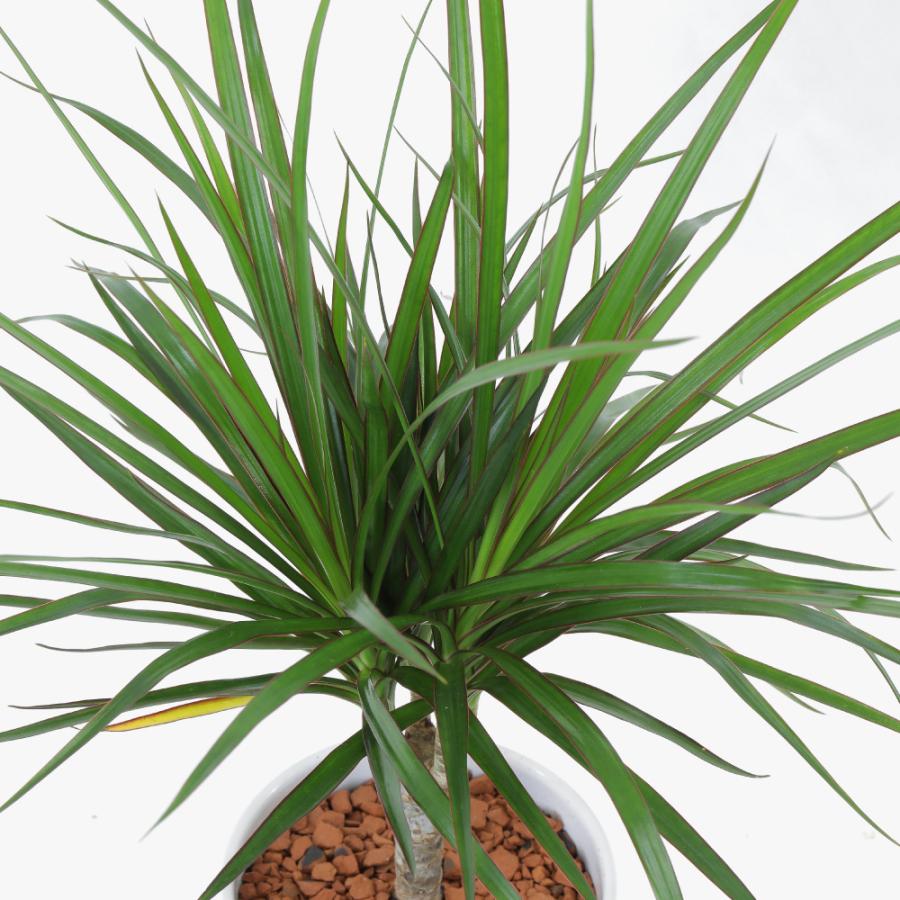 神戸花物語 観葉植物 生木 生花 ミニ 小型 真実の木 ドラセナ