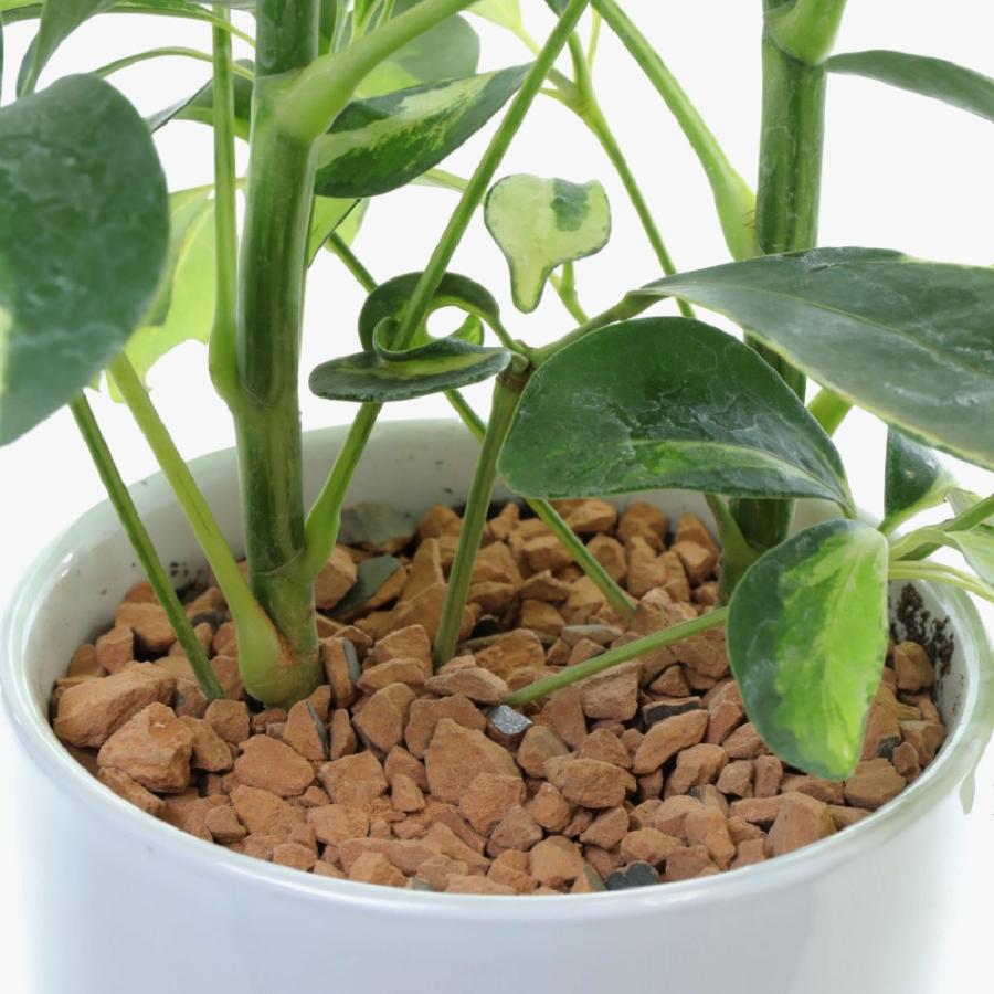 神戸花物語 観葉植物 生木 生花 ミニ 小型 希少種 斑入りホンコン
