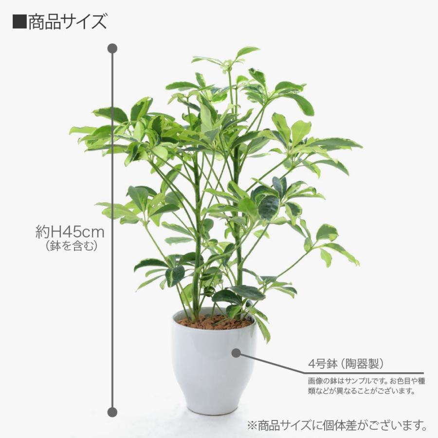 観葉植物 生木 生花 ミニ 小型 希少種 斑入りホンコンカポック 鉢植 受け皿付き 4号鉢 陶器鉢 シェフレラ インテリア おしゃれ 癒やし テーブル｜k-hana｜04