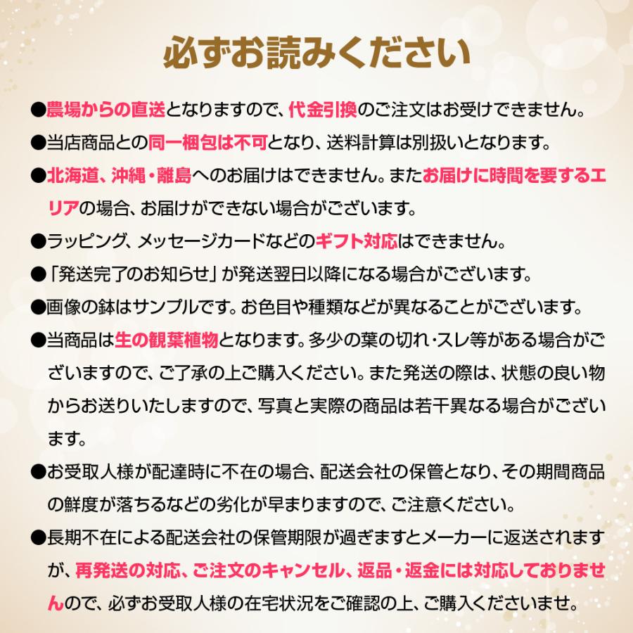 神戸花物語 観葉植物 生木 生花 ミニ 小型 希少種 斑入り 神戸花物語 観葉植物 生木 生花 ミニ 小型 希少種 斑入り