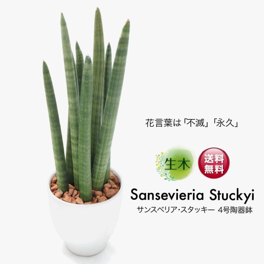 観葉植物 生木 生花 ミニ 小型 サンスベリア・スタッキー 鉢植 受け皿付き 4号鉢 陶器鉢 サンセベリア インテリア おしゃれ 春夏限定｜k-hana