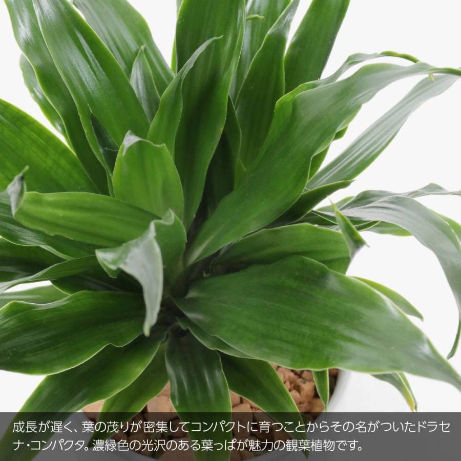 神戸花物語 観葉植物 生木 生花 ミニ 小型 ドラセナ コンパクター 鉢植