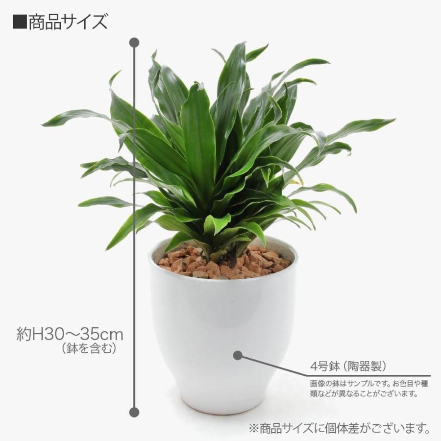 神戸花物語 観葉植物 生木 生花 ミニ 小型 ドラセナ コンパクター 鉢植 