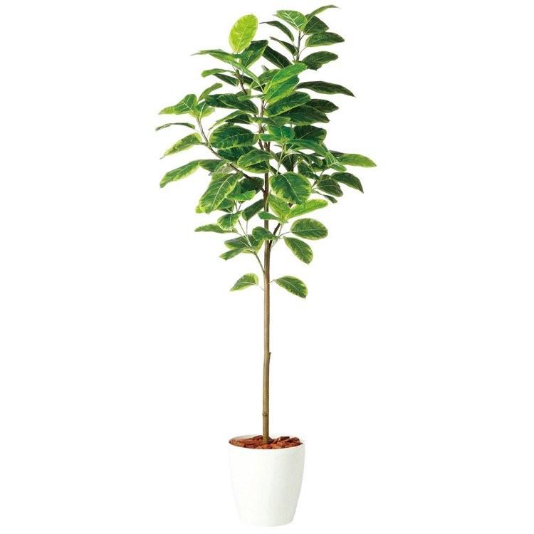 メーカー直送｜人工観葉植物 大型 アルテシマ FST (アルティーシマ アルテーシマ) 200cm 鉢植 フェイクグリーン 観葉植物 造花 インテリア 98926