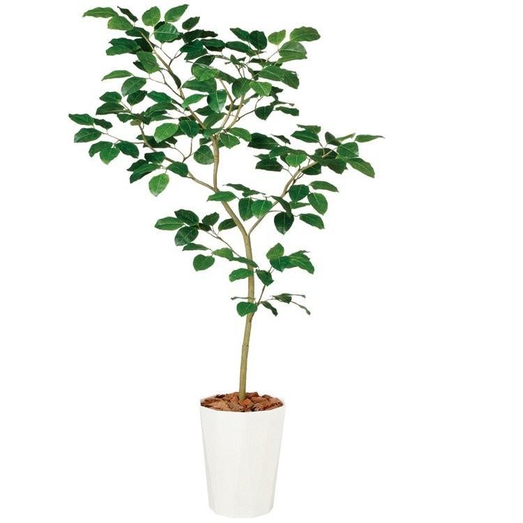 観葉植物 造花 大型 ベンガルボダイジュ Fst 180cm 鉢植 人工観葉植物 フェイクグリーン 光触媒 Ct触媒 インテリア Tk フェイクグリーンの神戸花物語 通販 Yahoo ショッピング