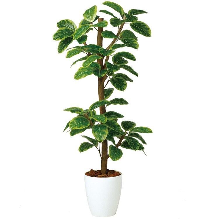 現品】パキポディウム・デンシフローラム 5号 黒角鉢（3