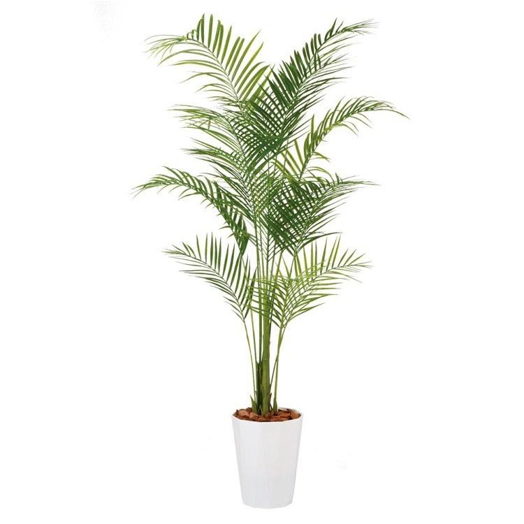 アレカヤシ観葉植物 約200cm 白鉢付き 観葉植物 おしゃれ 大型