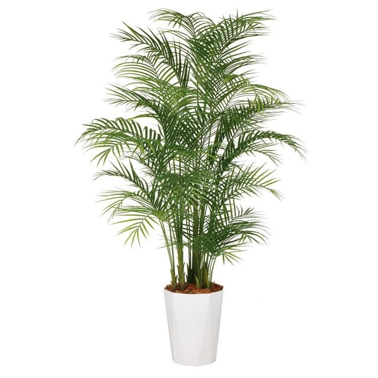 アレカヤシ1〜3m