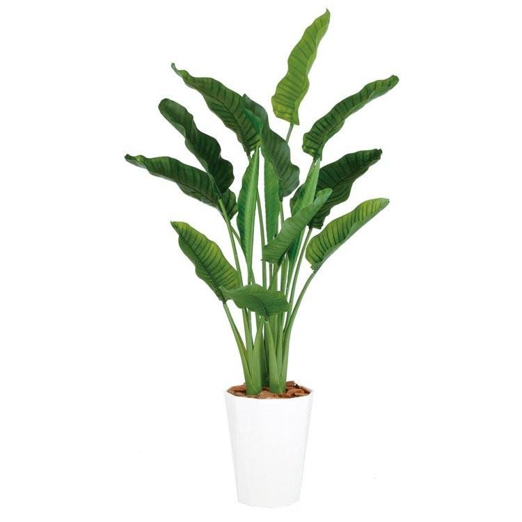 フェイクグリーン 大型 ストレリチア オーガスタ Mix ストレチア 170cm 鉢植 人工観葉植物 観葉植物 造花 光触媒 Ct触媒 インテリア Tk フェイクグリーンの神戸花物語 通販 Yahoo ショッピング