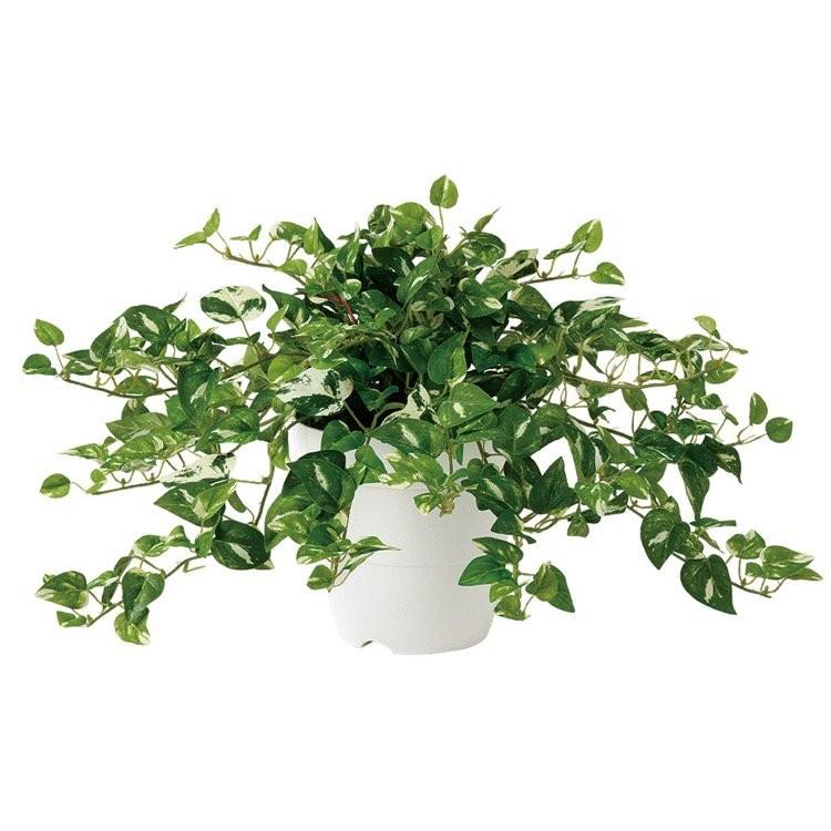 観葉植物 造花 ミニポトス 30cm 鉢植 人工観葉植物 フェイクグリーン 光触媒 Ct触媒 インテリア Tk フェイクグリーンの神戸花物語 通販 Yahoo ショッピング