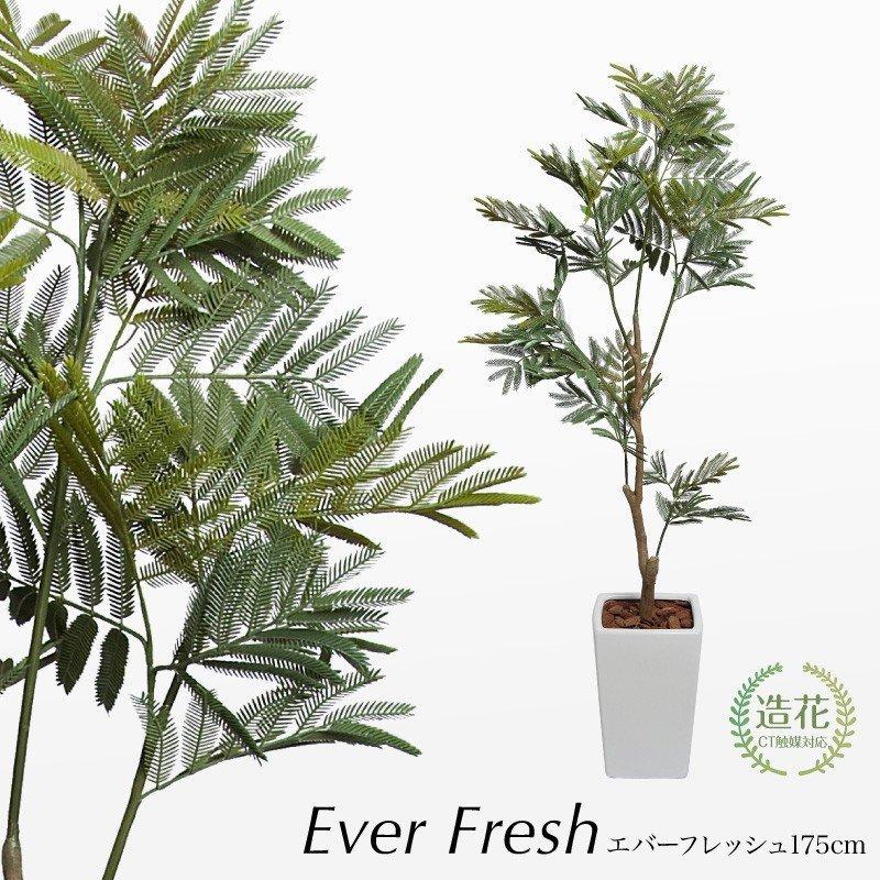 人工観葉植物 大型 エバーフレッシュ 175cm 鉢植 ネムノキ フェイクグリーン 造花 光触媒 CT触媒 インテリア リアル おしゃれ｜k-hana