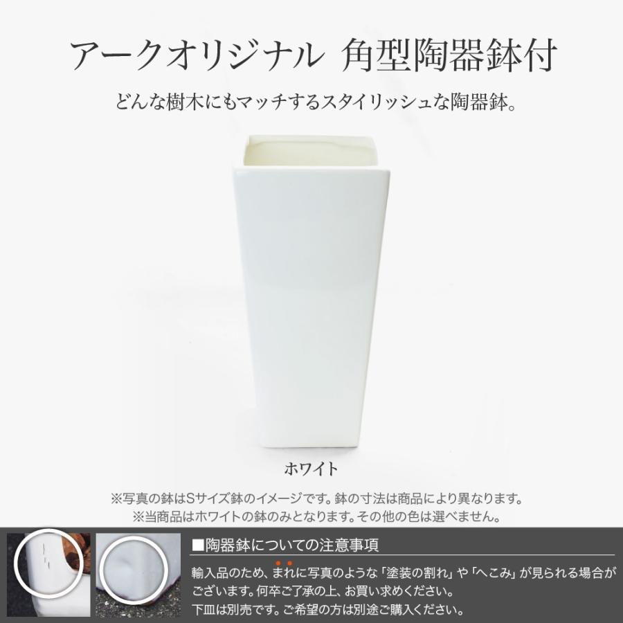 新規購入 人工観葉植物 フェイクグリーン 大型 フィカス ウンベラータ スパイラル 165cm 鉢植 観葉植物 造花 光触媒 Ct触媒 楽天市場 Www Thedailyspud Com