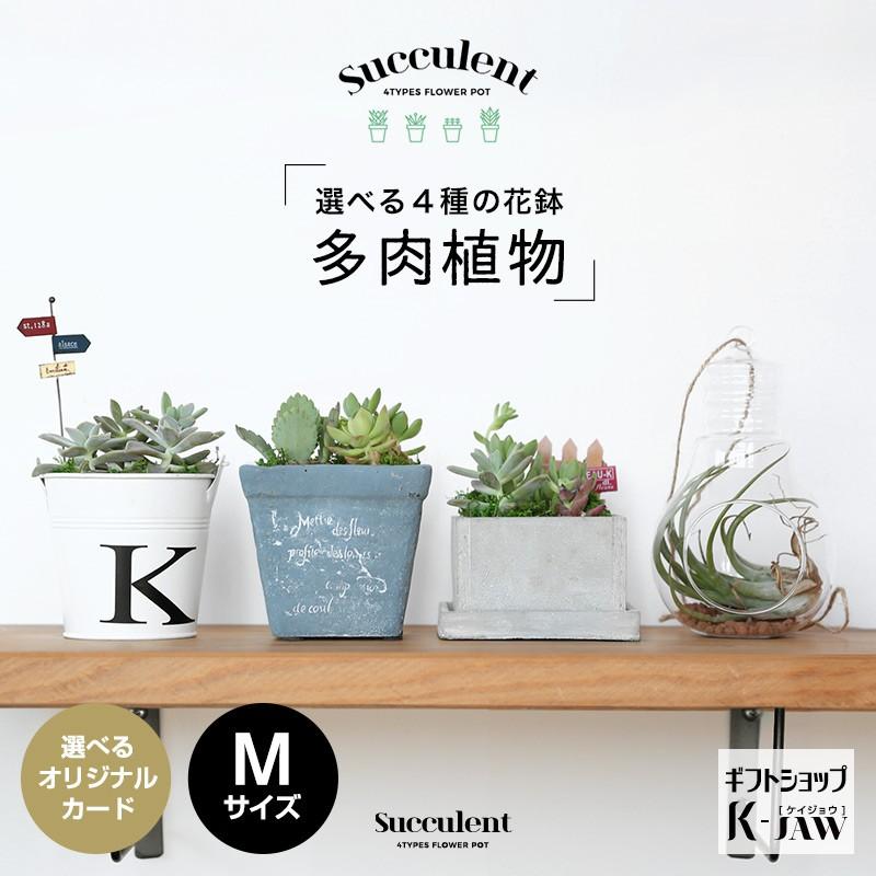 多肉植物 サボテン 寄せ植え 陶器 ガラス インテリアグリーン 観葉植物 メビナ エケベリア バッシュフル クラッスラ テトラゴナ ルベストリス 虹の玉 セダム Taniku M Gift Shop K Jaw 通販 Yahoo ショッピング