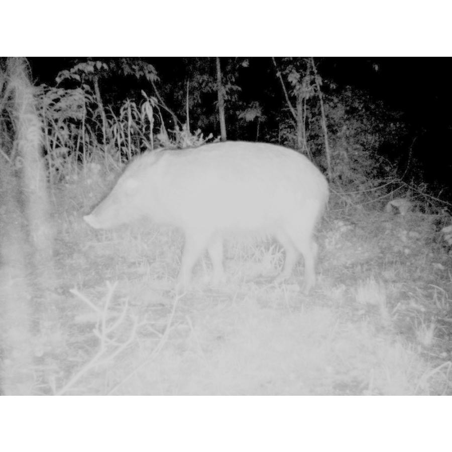 送料無料 サイトロンジャパン Str Mini300 赤外線無人撮影カメラ 屋外無人撮影 コンパクト赤外線カメラ 防犯カメラ 監視カメラ 暗視 防水 Tt0001s T キロクヤフーショップ 通販 Yahoo ショッピング