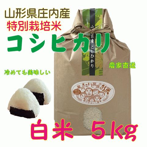 令和7年山形県庄内産コシヒカリ 白米5kg 特別栽培米 農家直送 特A一 