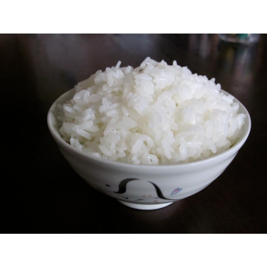 令和7年山形県庄内産コシヒカリ 特別栽培米 20kg 送料無料（九州・沖縄