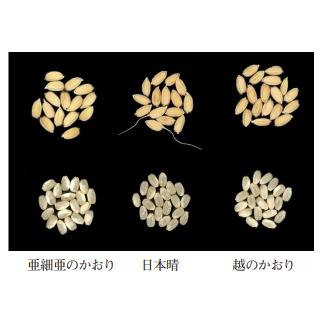 令和5年産 「亜細亜のかおり」 種子 19kg コシヒカリ 越のかおり 亜細亜のかおり