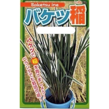 バケツ稲用種もみ イセヒカリ 10 15粒 Sonicacts Com