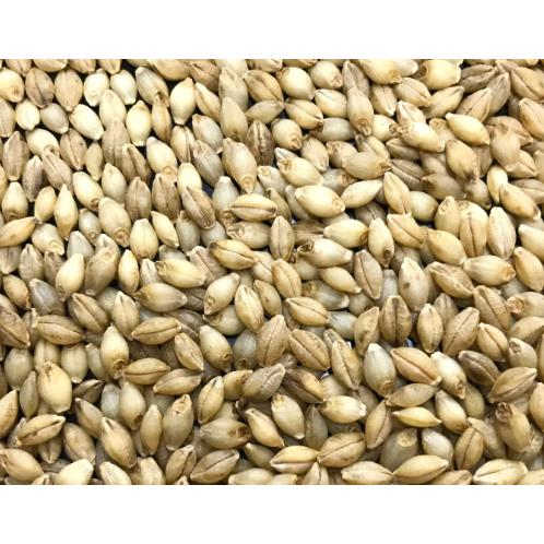 小麦　せときらら　種籾20キロ 令和5年産パン用小麦「せときらら」種子 20kg