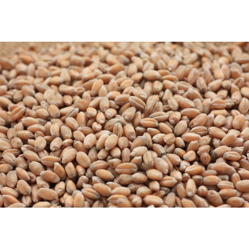 令和7年長野県産 パン用小麦「ゆめかおり」 種子 1dl（約75g