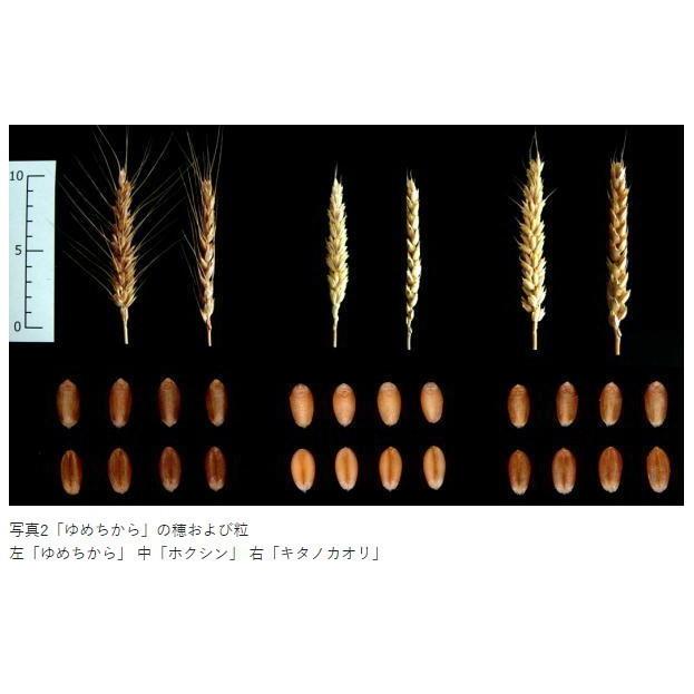 匿名配送 令和5年産 パン用小麦「ゆめちから」 種子 15kg 【D2027926624】(10575円)