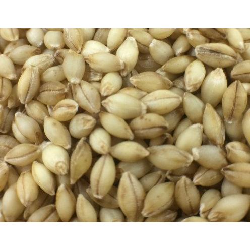 2026年 令和5年産「キラリモチ」二条もち性はだか麦（もち麦）種子 13kg 【2006812465】(10465円)