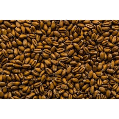 令和5年産 パン用小麦「ミナミノカオリ」 種子 23kg 