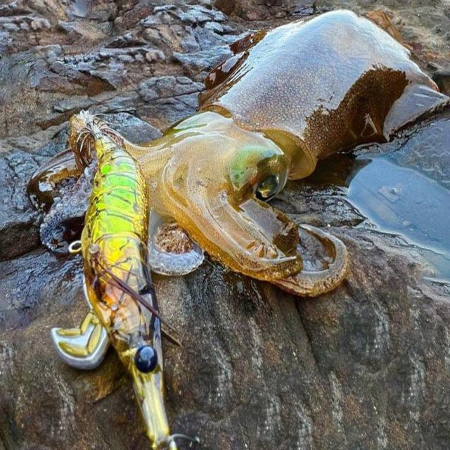 22新作モデル リトルジャック オンリエスト3 5 Onliest 3 5 イカ 魚を狙う Aynaelda Com