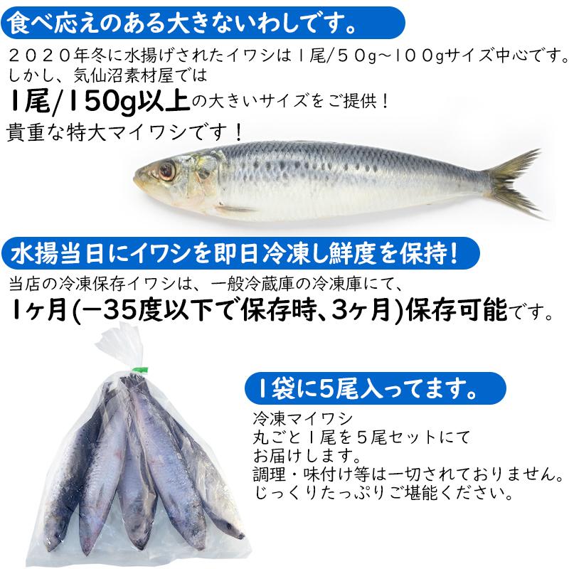 いわし マイワシ５尾 １尾 １５０ｇ以上 ぷっくり貴重特大サイズ 水揚即日冷凍 気仙沼直送 ご当地グルメ 真鰯 真いわし まいわし Y 5 気仙沼素材屋 Yahoo 店 通販 Yahoo ショッピング