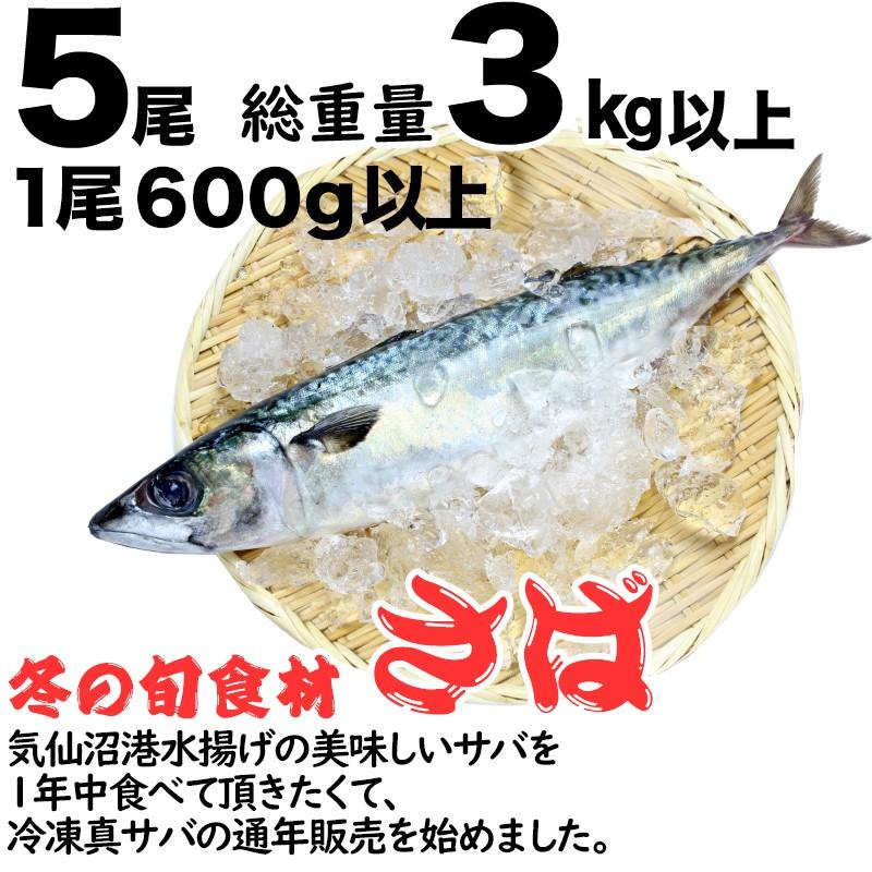 さば 大きな 真さば ５尾３kg以上 秋冬新作 産地直送 ご当地グルメ 冷凍 お取り寄せグルメ 気仙沼直送 鯖 サバ