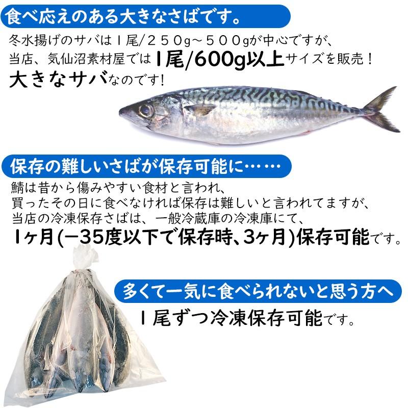 さば 大きな 真さば ５尾３kg以上 産地直送 ご当地グルメ お取り寄せグルメ 気仙沼直送 サバ 鯖 冷凍 Y 5 気仙沼素材屋 Yahoo 店 通販 Yahoo ショッピング