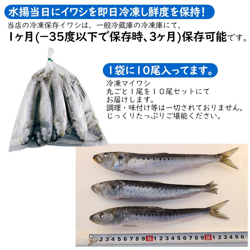 いわし マイワシ１０尾 １尾 １００ｇ以上 水揚即日冷凍 気仙沼直送 ご当地グルメ 真鰯 真いわし まいわし Y 気仙沼素材屋 Yahoo 店 通販 Yahoo ショッピング