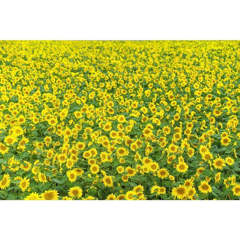 SIGMA 85mm F1.4 DGDN Art Eマウント用