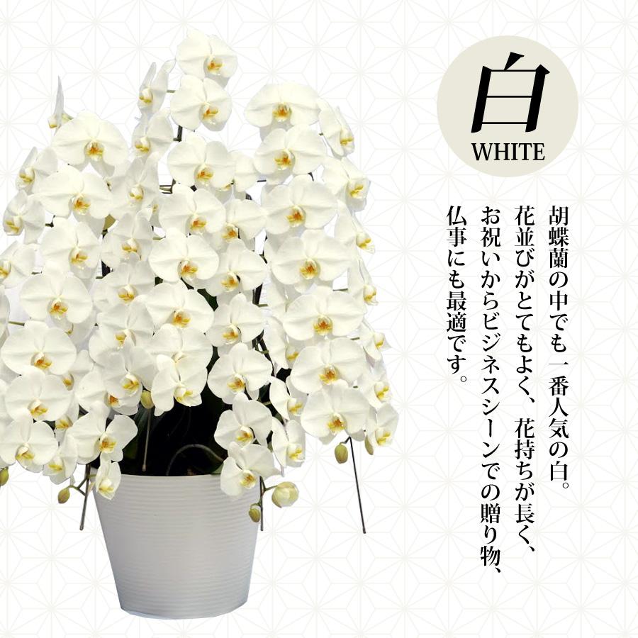 新着商品 立札 ラッピング付きで開業祝い 開店祝いに 和歌山県より産地直送プレミアムコチョウラン 60輪 5本立 大輪 胡蝶蘭 送料無料 開店祝いや開業 祝いに 和歌山県からプレミアムな胡蝶蘭 生花 Www Nutmeghockey Com