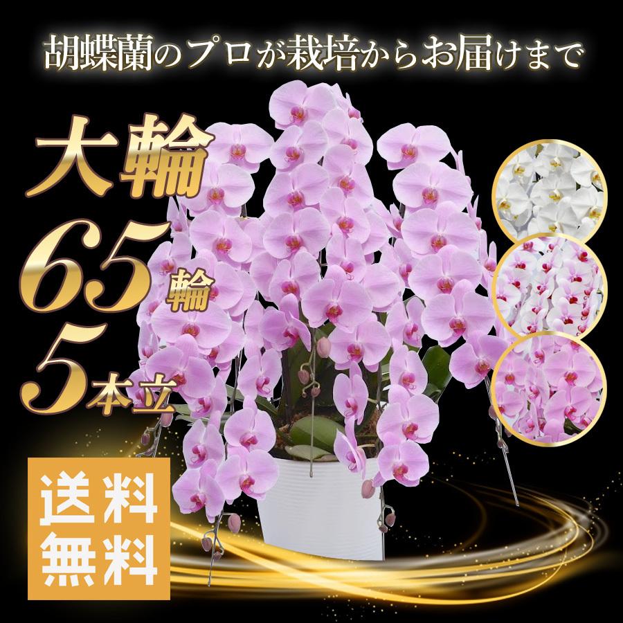 全日本送料無料 送料無料 胡蝶蘭 大輪 5本立 65輪 ヒカルオーキッド 産地直送プレミアムコチョウラン 立札 ラッピング付きで開業祝い 開店祝いに Flwoch565 紀州万屋 通販 Yahoo ショッピング 予約販売品 Www Iccostierovico Edu It