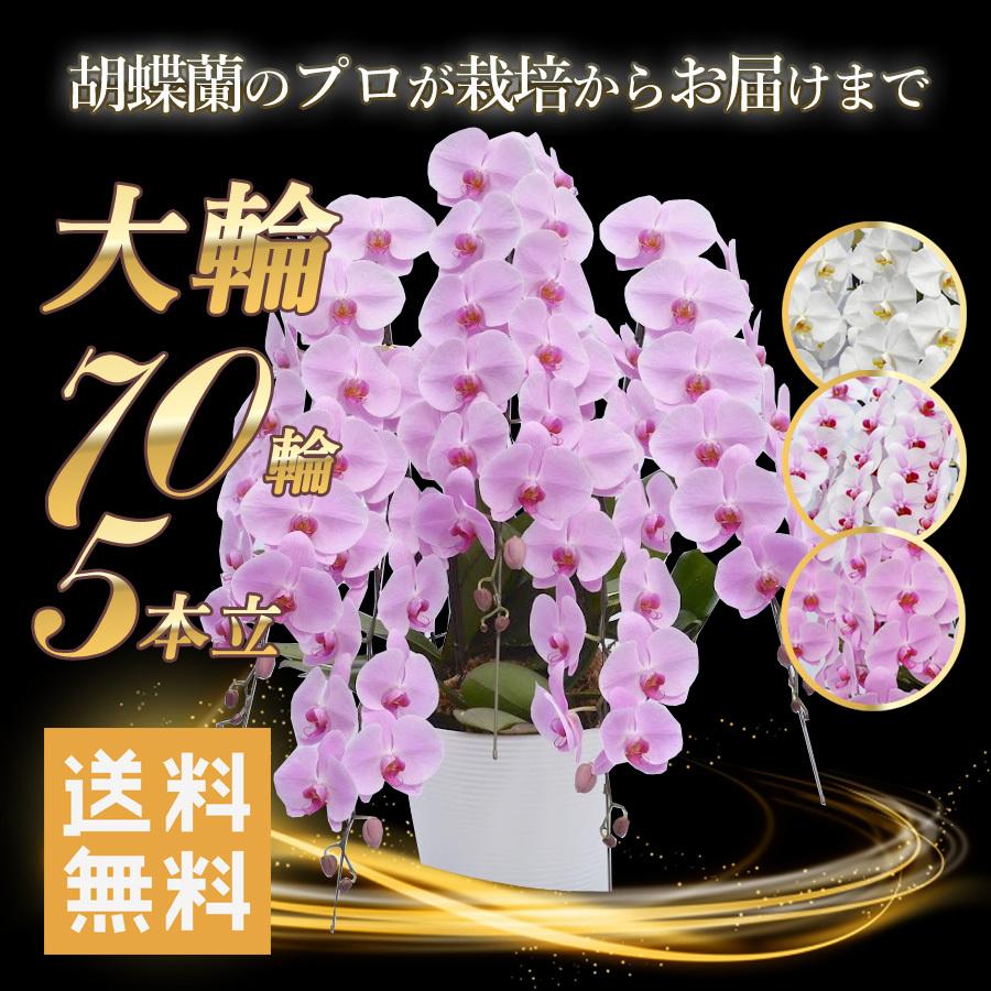 送料無料 開店祝い 大輪 生花 5本立 立札 ラッピング付きで開業祝い 開店祝いに ヒカルオーキッド 70輪 産地直送プレミアムコチョウラン 花 ガーデニング Flwoch570 紀州万屋 胡蝶蘭